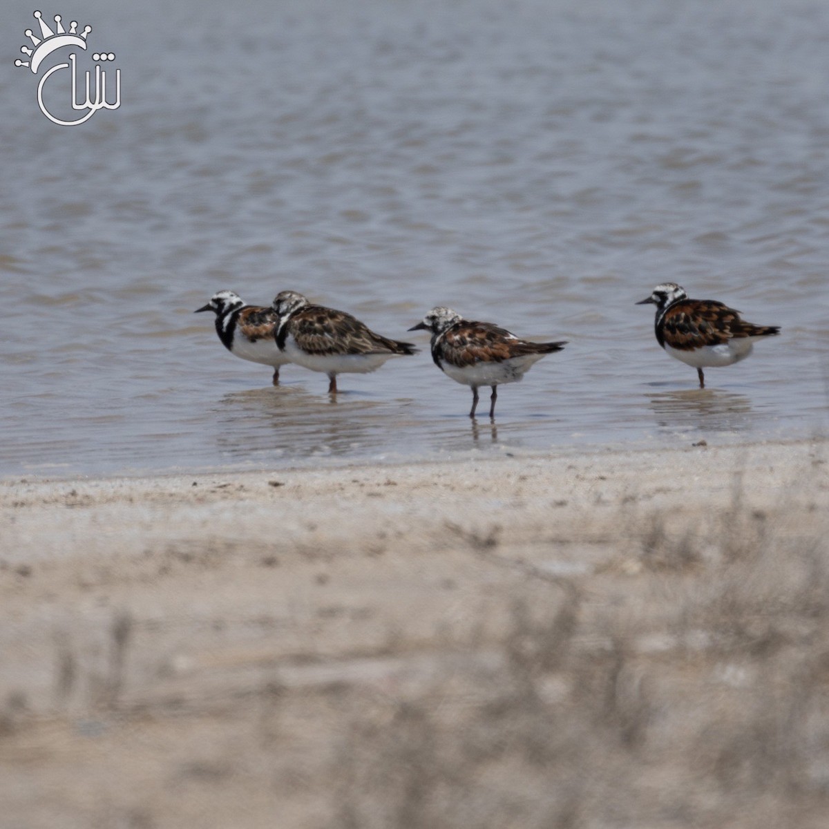 Ruddy Turnstone - ML618678295