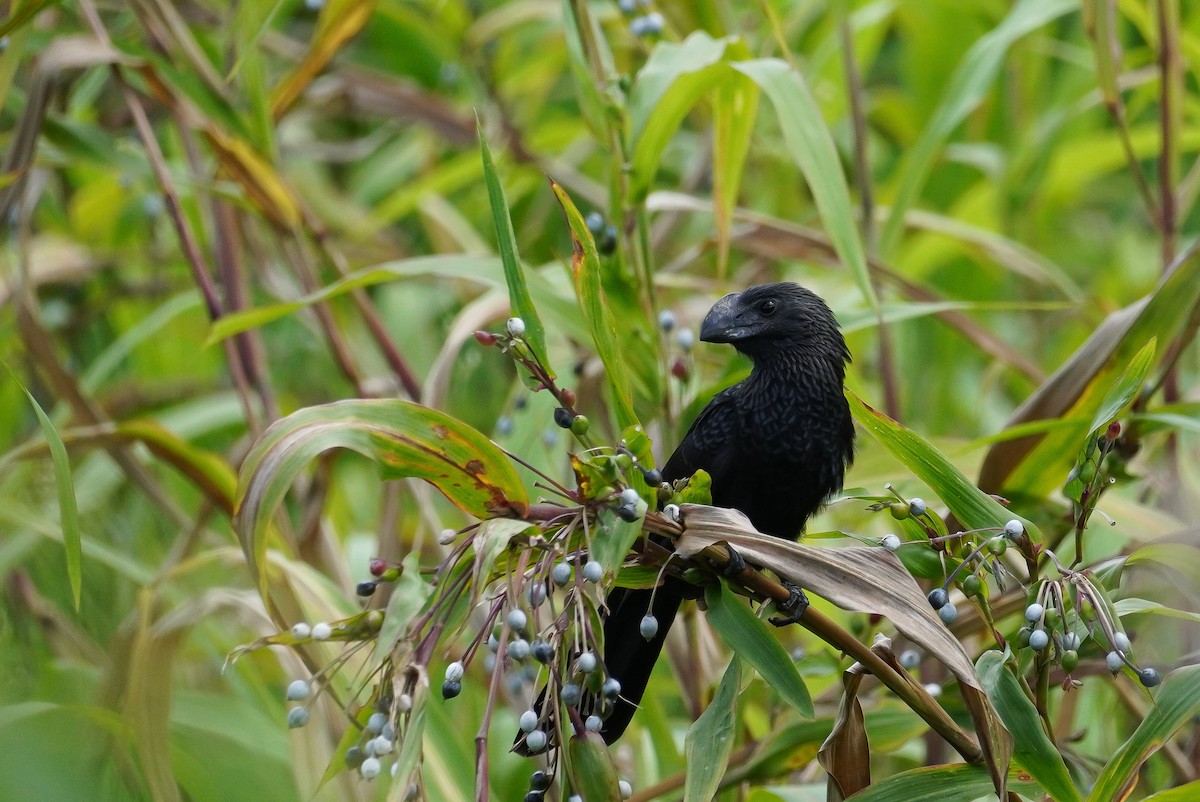 Smooth-billed Ani - ML618678304