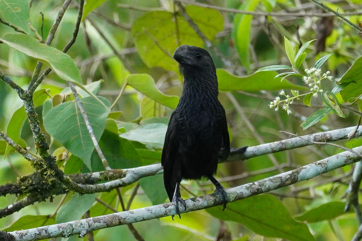 Smooth-billed Ani - ML618678316