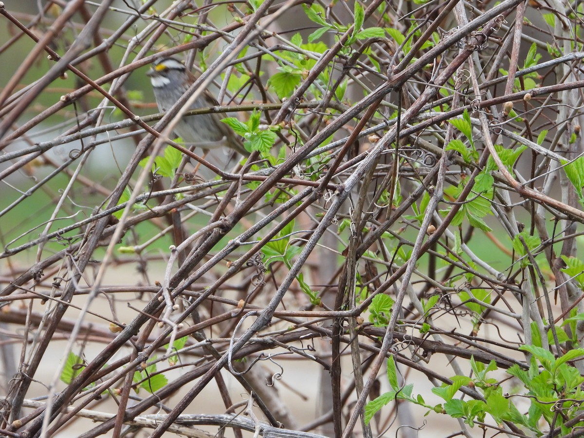 White-throated Sparrow - Serge Benoit
