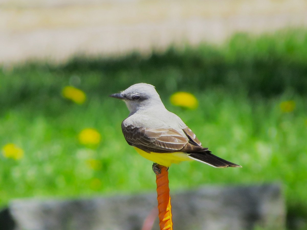 Western Kingbird - Evan Carlson