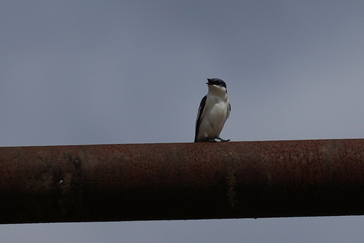 Hirondelle à ailes blanches - ML618678346