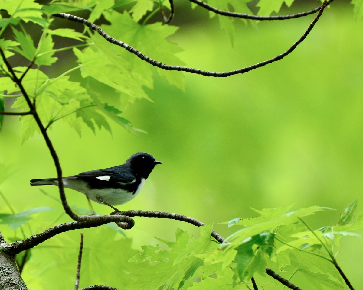 Black-throated Blue Warbler - ML618678353