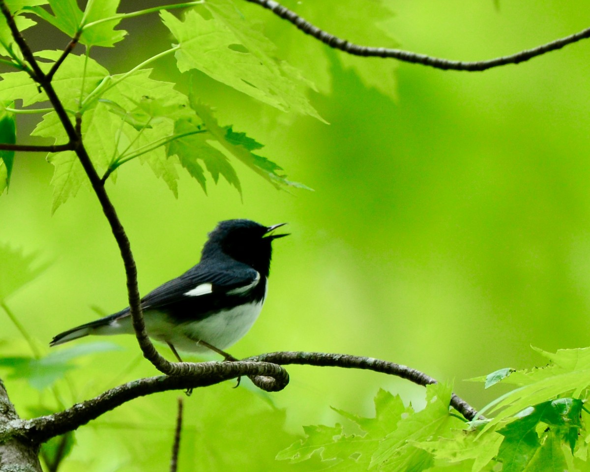 Black-throated Blue Warbler - ML618678354