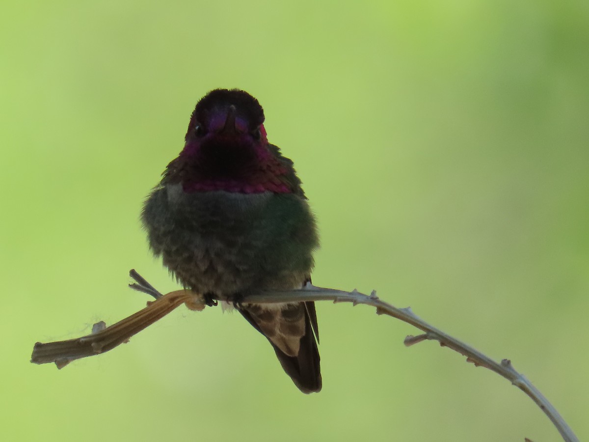 Anna's Hummingbird - Justin Bryce