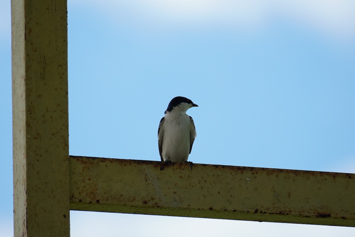 Hirondelle à ailes blanches - ML618678362