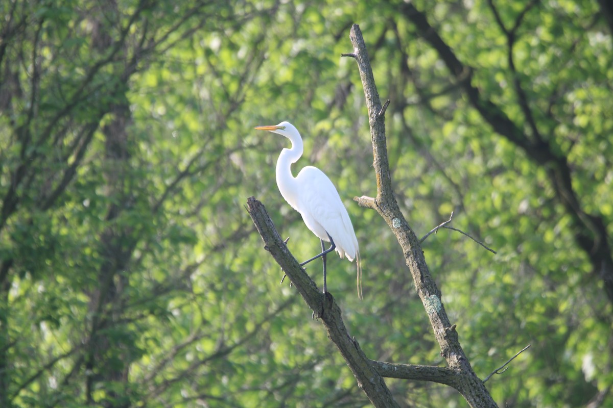 Great Egret - ML618678371