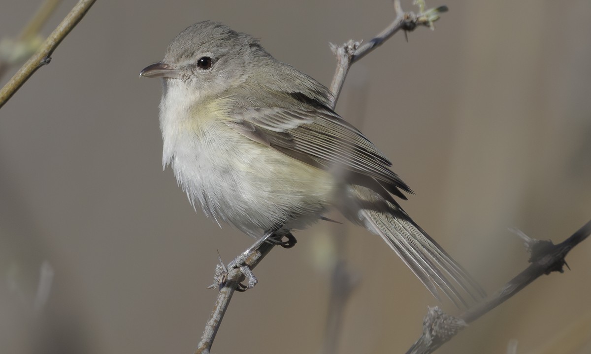 Bell's Vireo (Arizona) - ML618678377