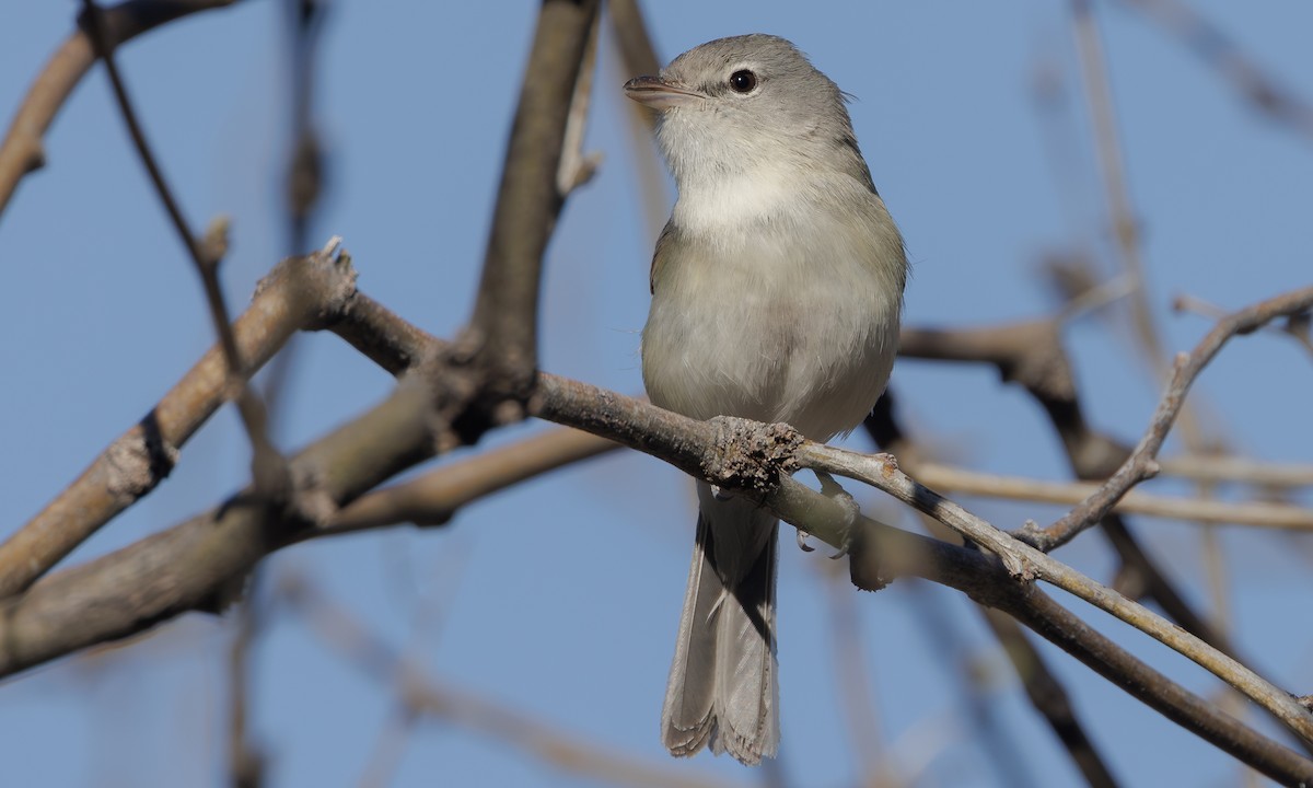 Bell's Vireo (Arizona) - ML618678380