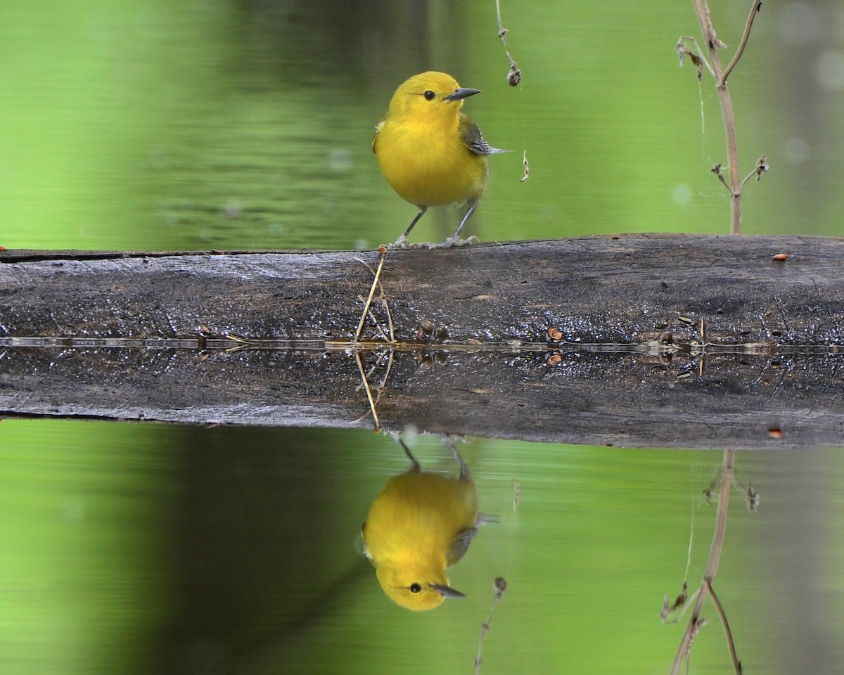 Prothonotary Warbler - ML618678381