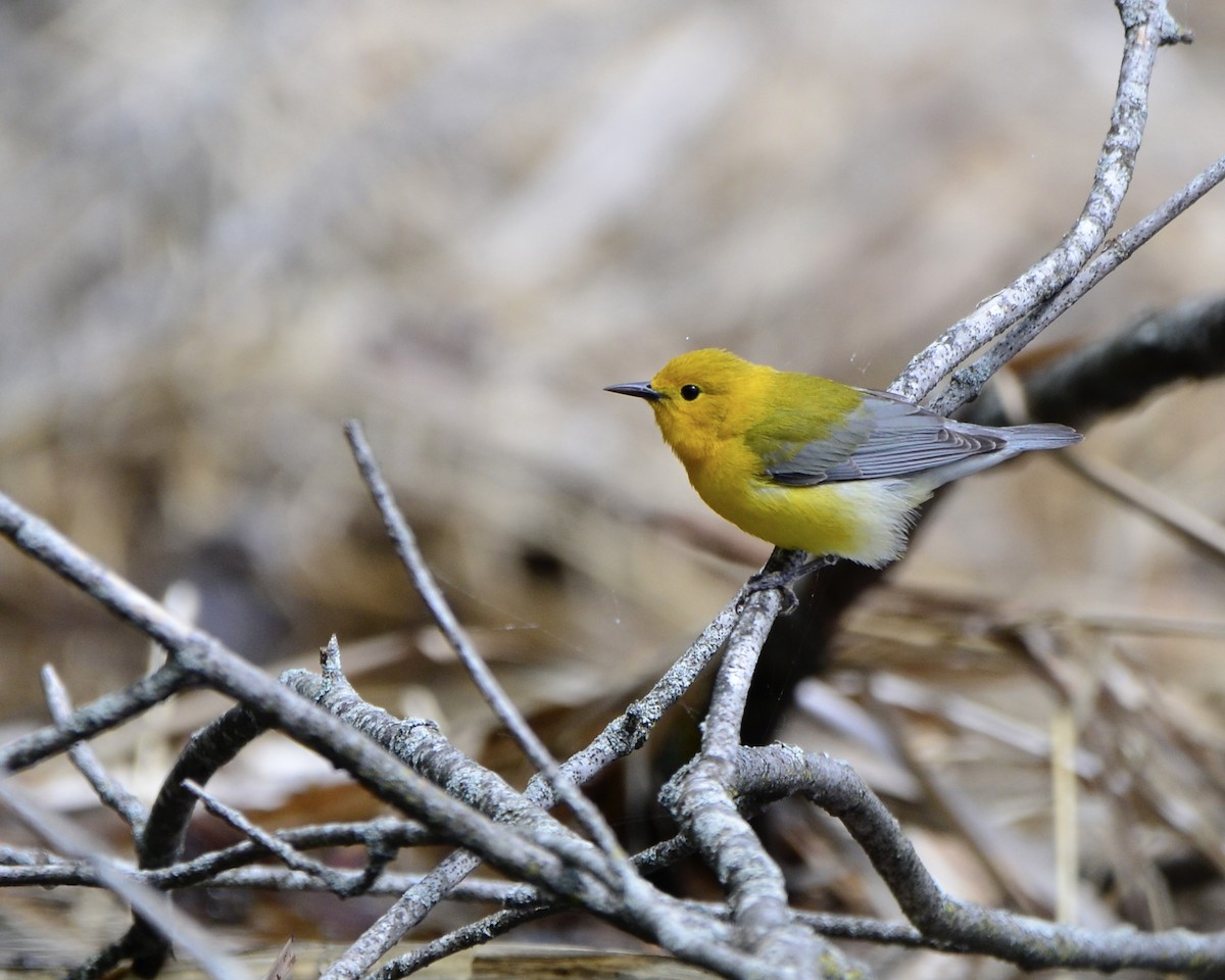 Prothonotary Warbler - ML618678383