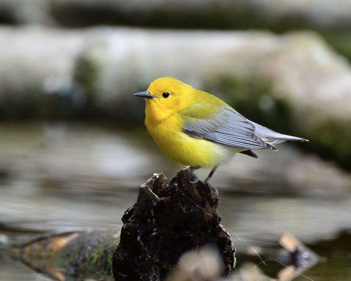 Prothonotary Warbler - ML618678384