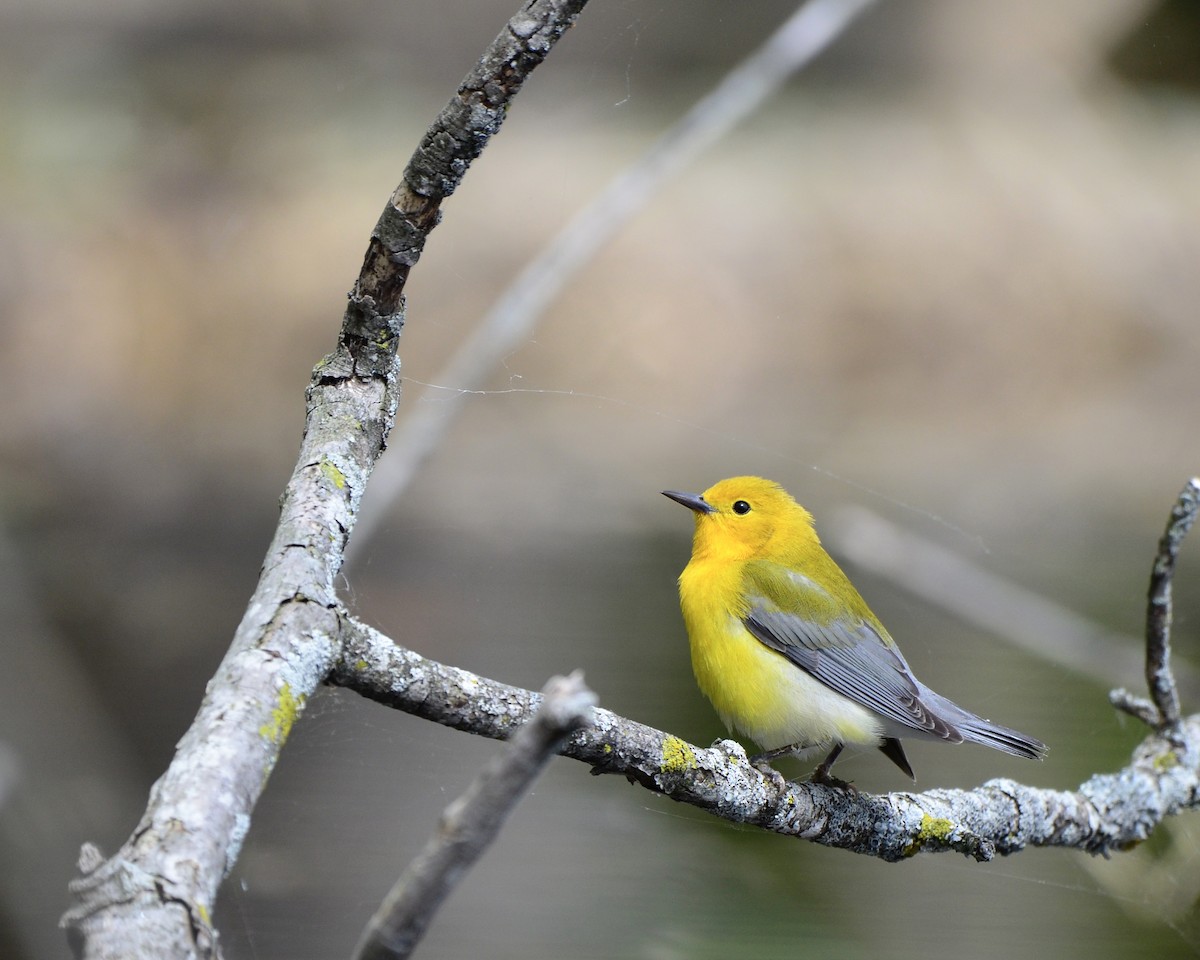 Prothonotary Warbler - ML618678385