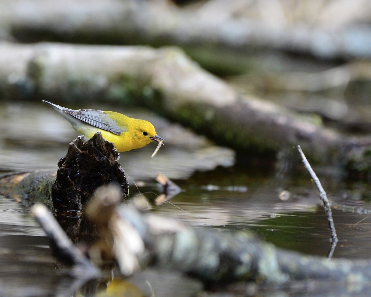 Prothonotary Warbler - ML618678386