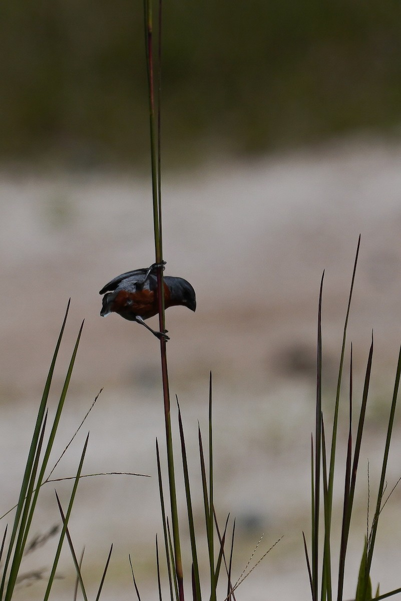 Chestnut-bellied Seedeater - ML618678394