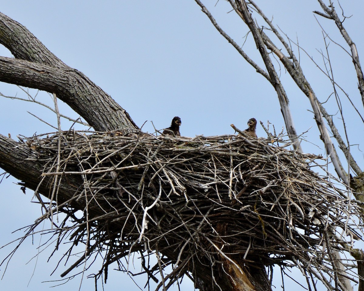 Bald Eagle - Billy Reiter-Marolf