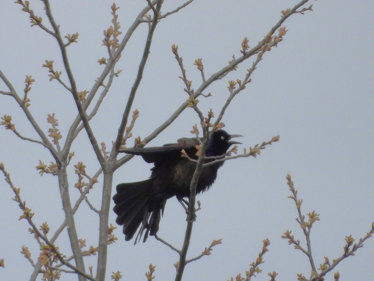 Common Grackle - ML618678413