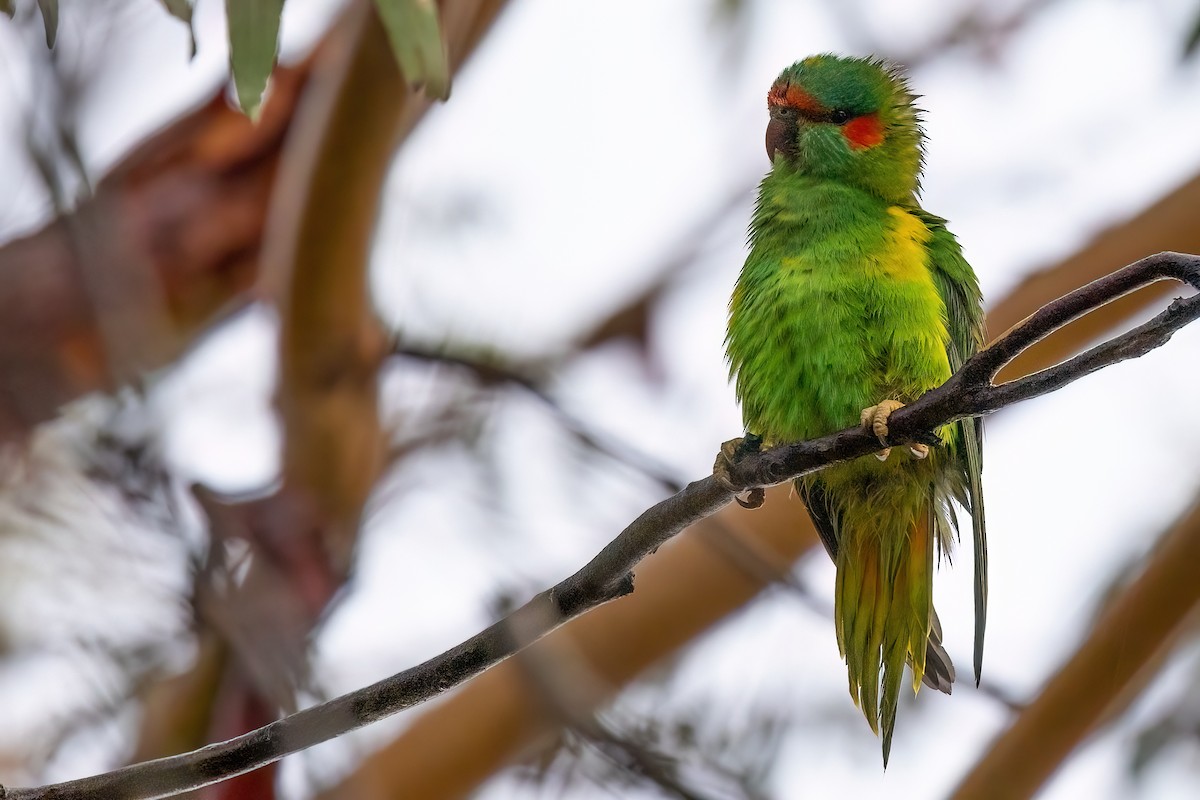 Musk Lorikeet - Jaap Velden