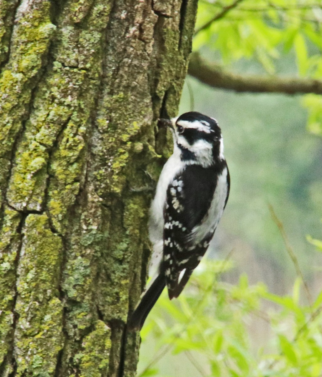 Downy Woodpecker - Tom Nolan