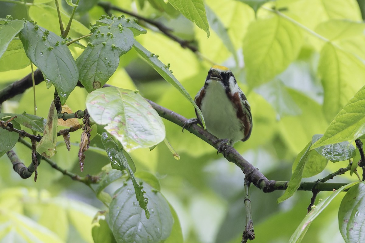 Chestnut-sided Warbler - ML618678460