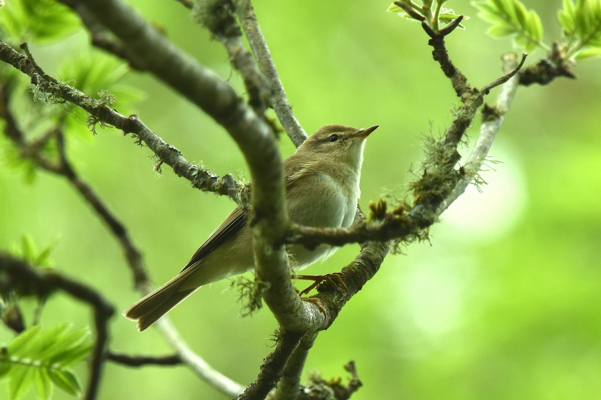 Willow Warbler - Blair Whyte