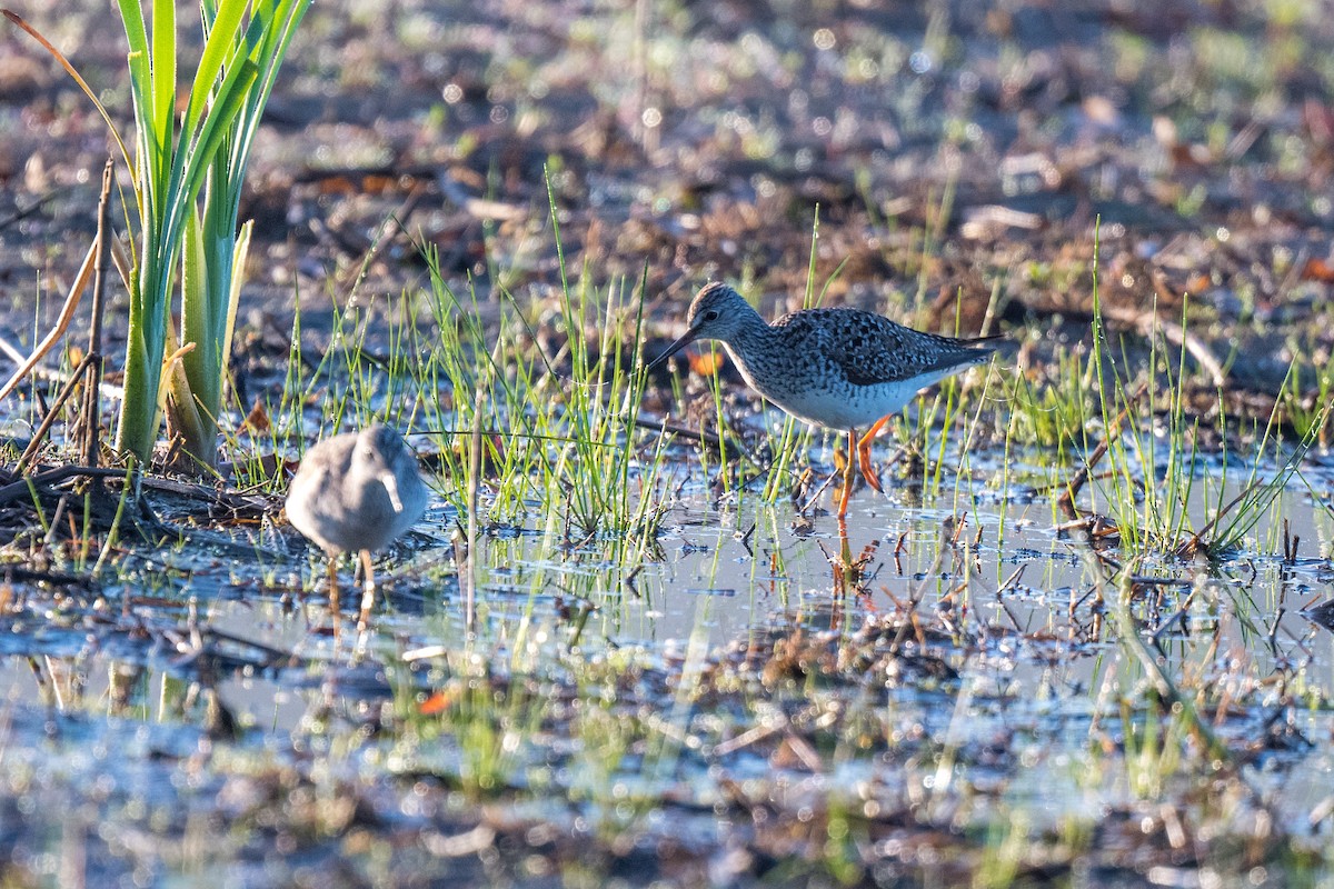 Lesser Yellowlegs - ML618678497