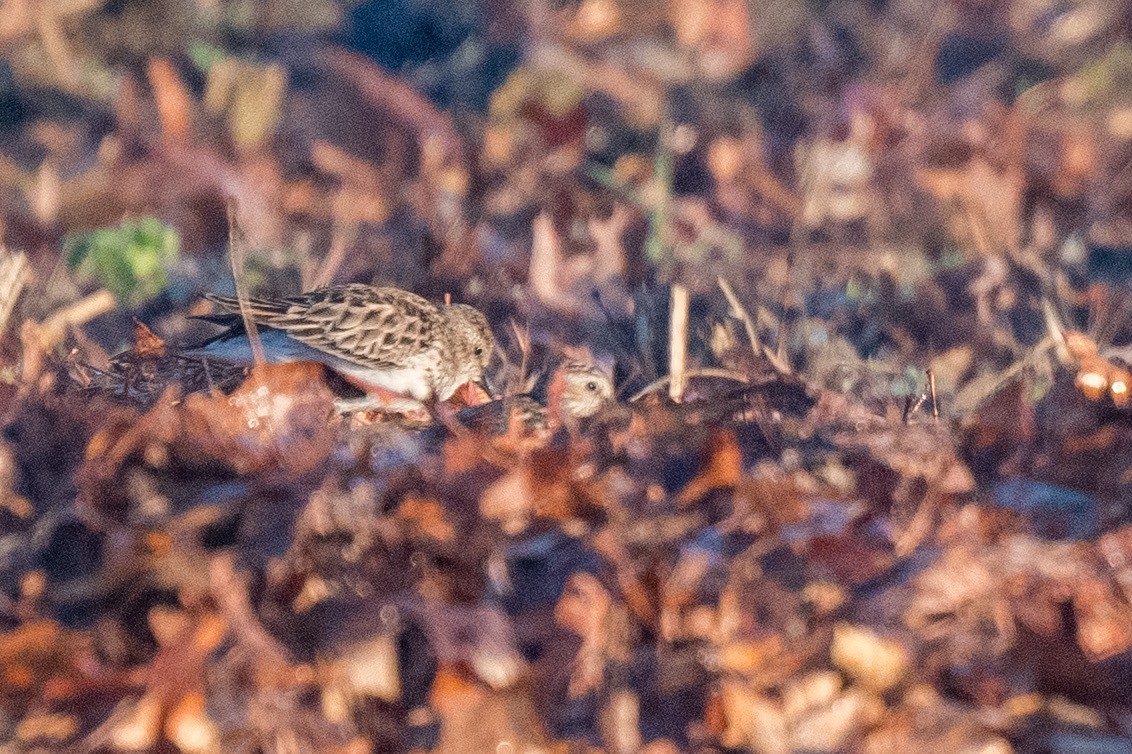 Least Sandpiper - ML618678517