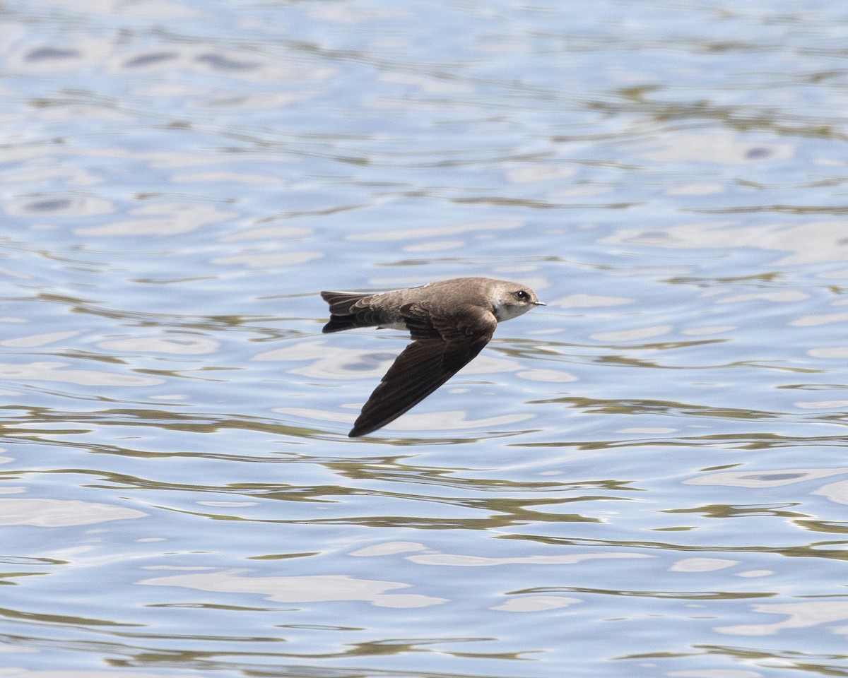 Bank Swallow - ML618678558