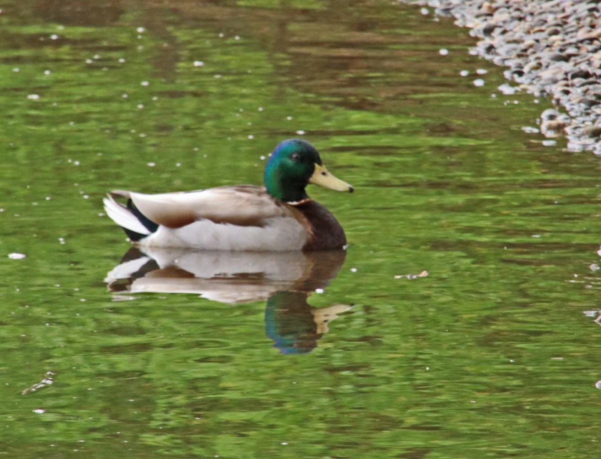 Mallard - Tom Nolan