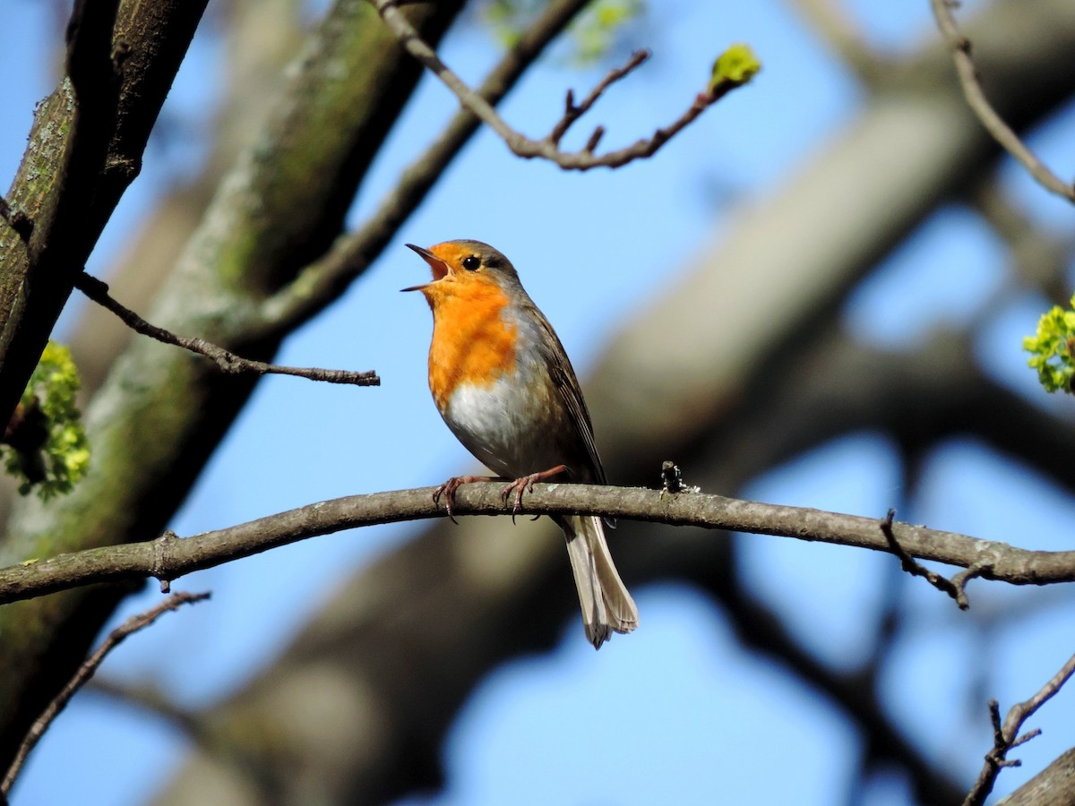 European Robin - ML618678574