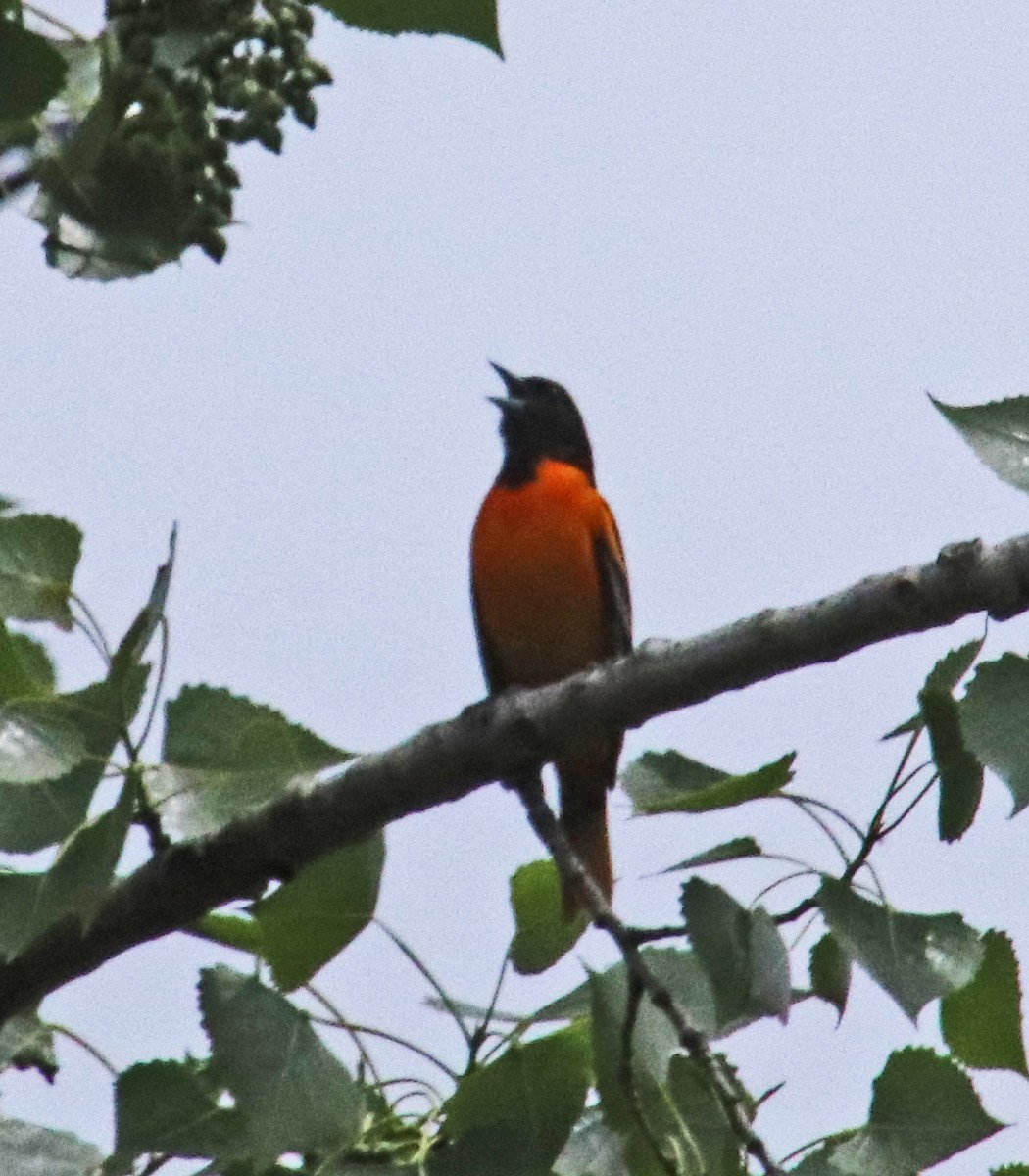 Baltimore Oriole - Tom Nolan