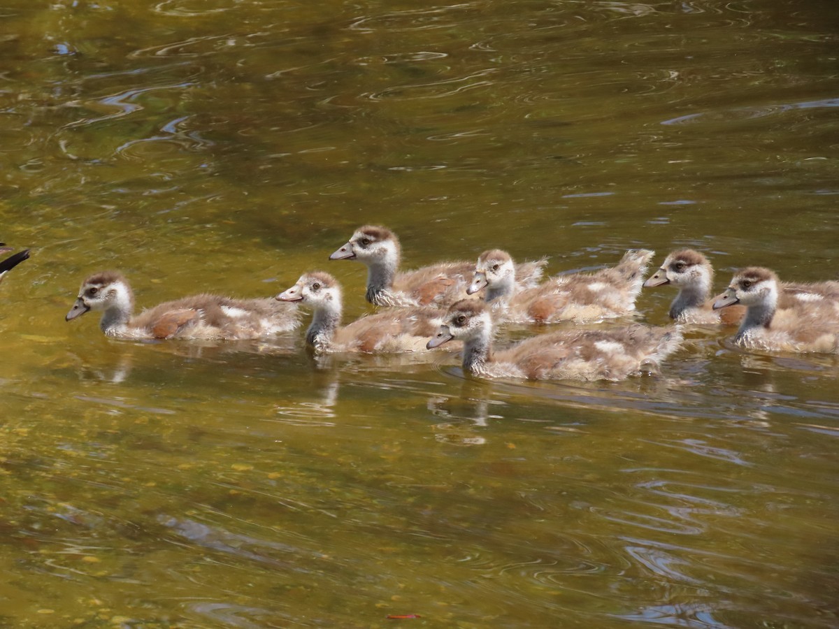 Egyptian Goose - ML618678615