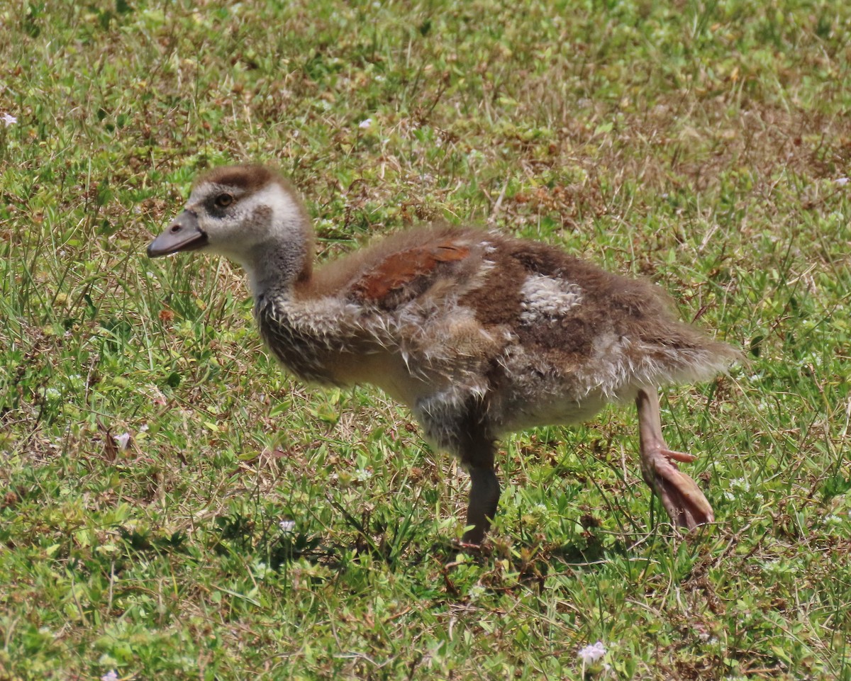 Egyptian Goose - ML618678617