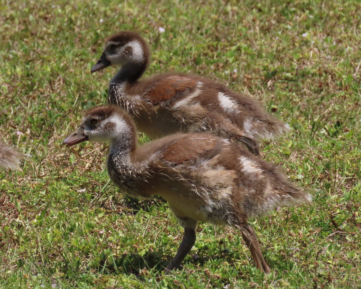 Egyptian Goose - ML618678618