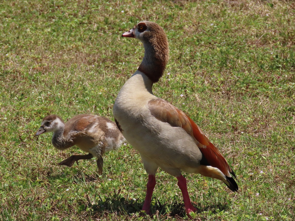 Egyptian Goose - ML618678619