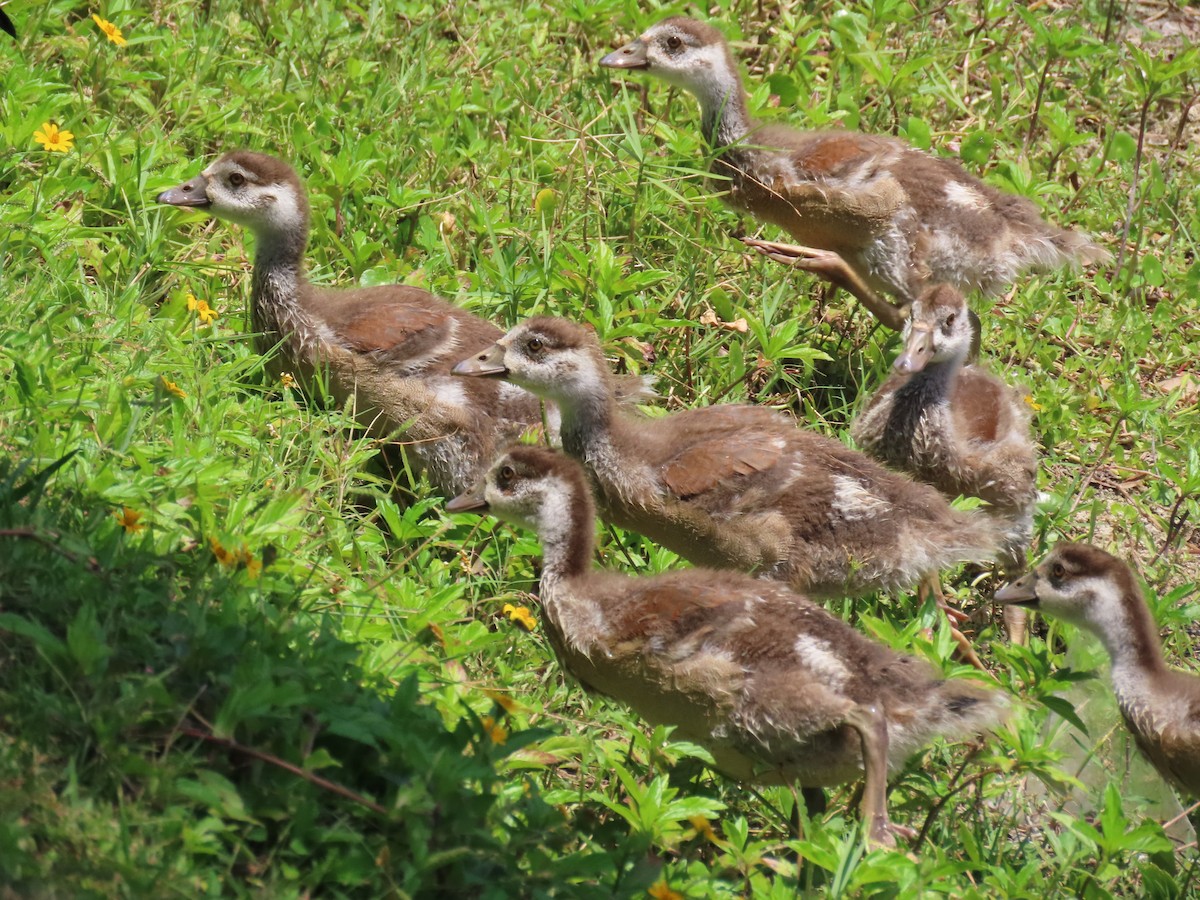 Egyptian Goose - ML618678621