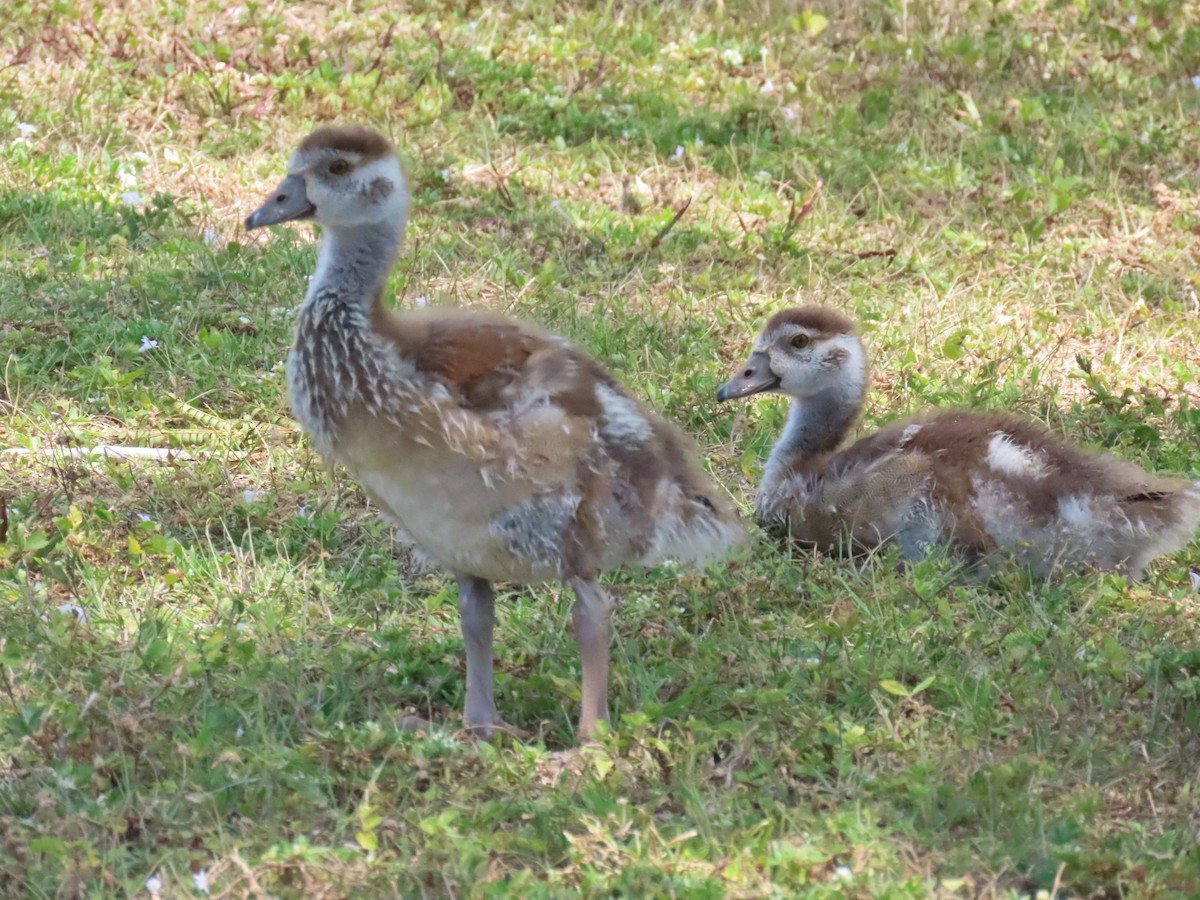 Egyptian Goose - ML618678623