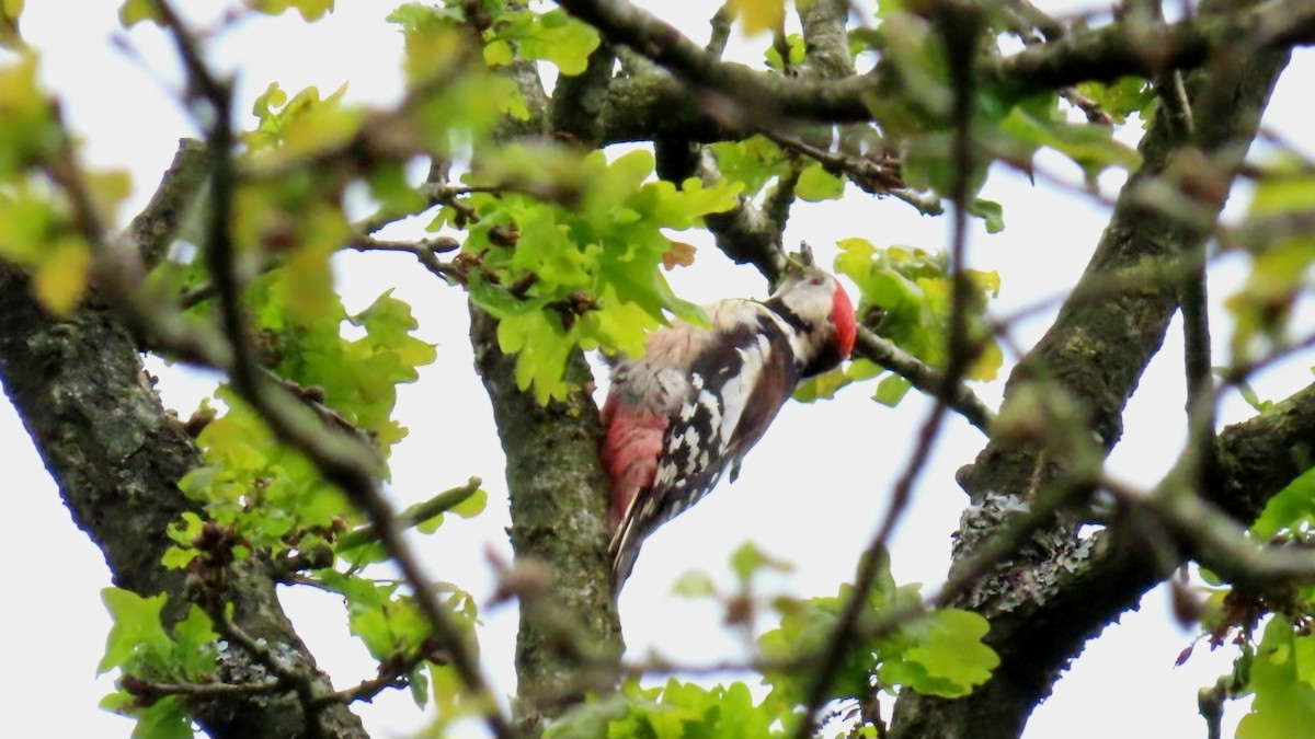 Middle Spotted Woodpecker - Nicole  Rijsemus