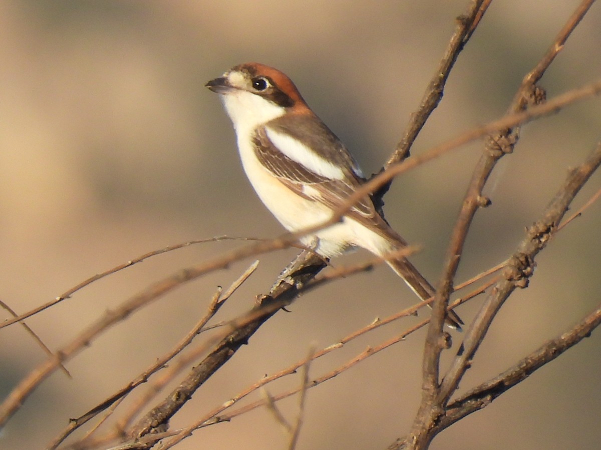 Woodchat Shrike - ML618678702