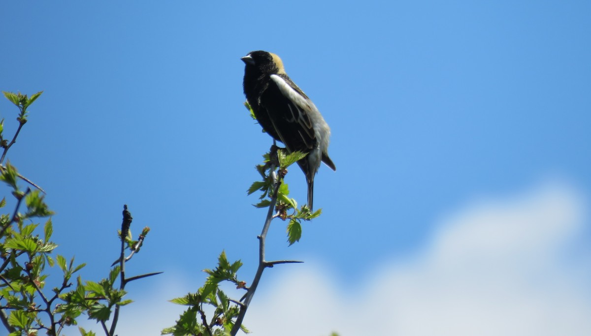 bobolink - ML618678710