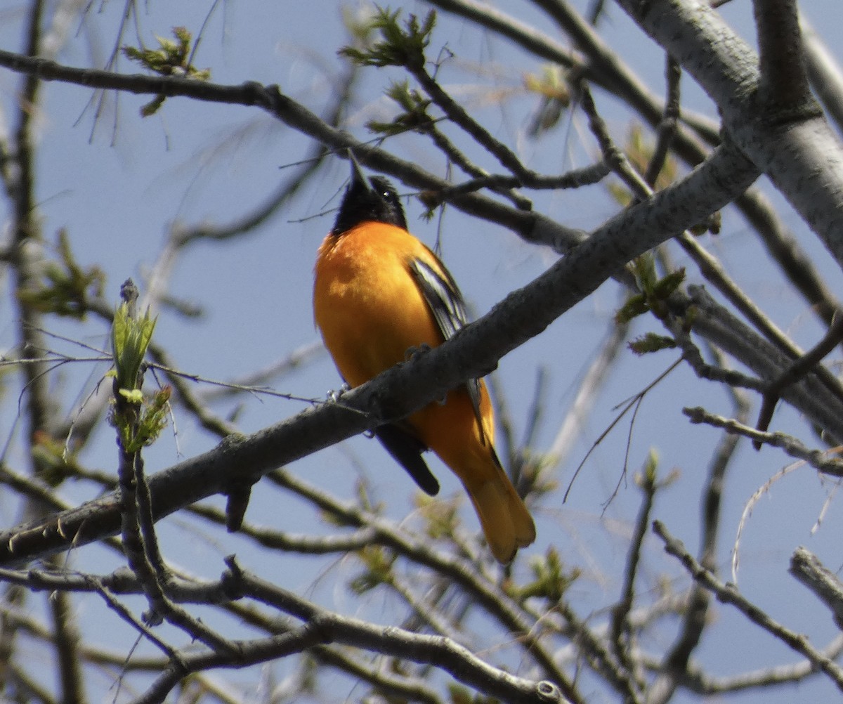 Oriole de Baltimore - ML618678728