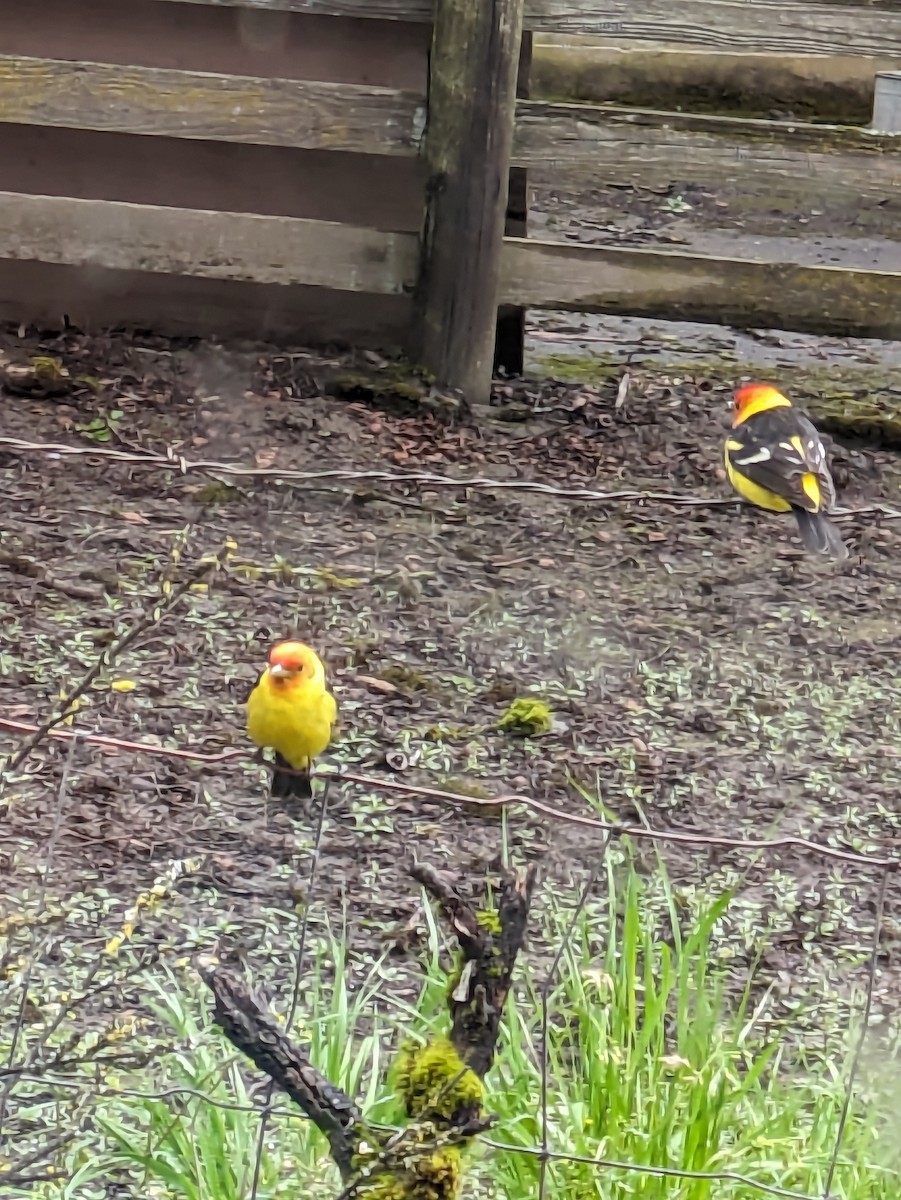 Western Tanager - ML618678733