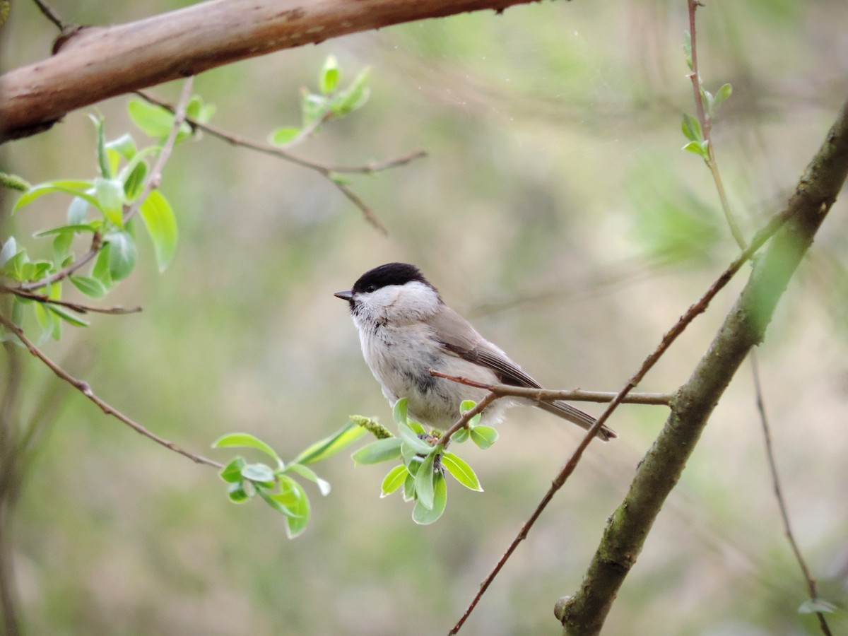 Marsh Tit - ML618678738