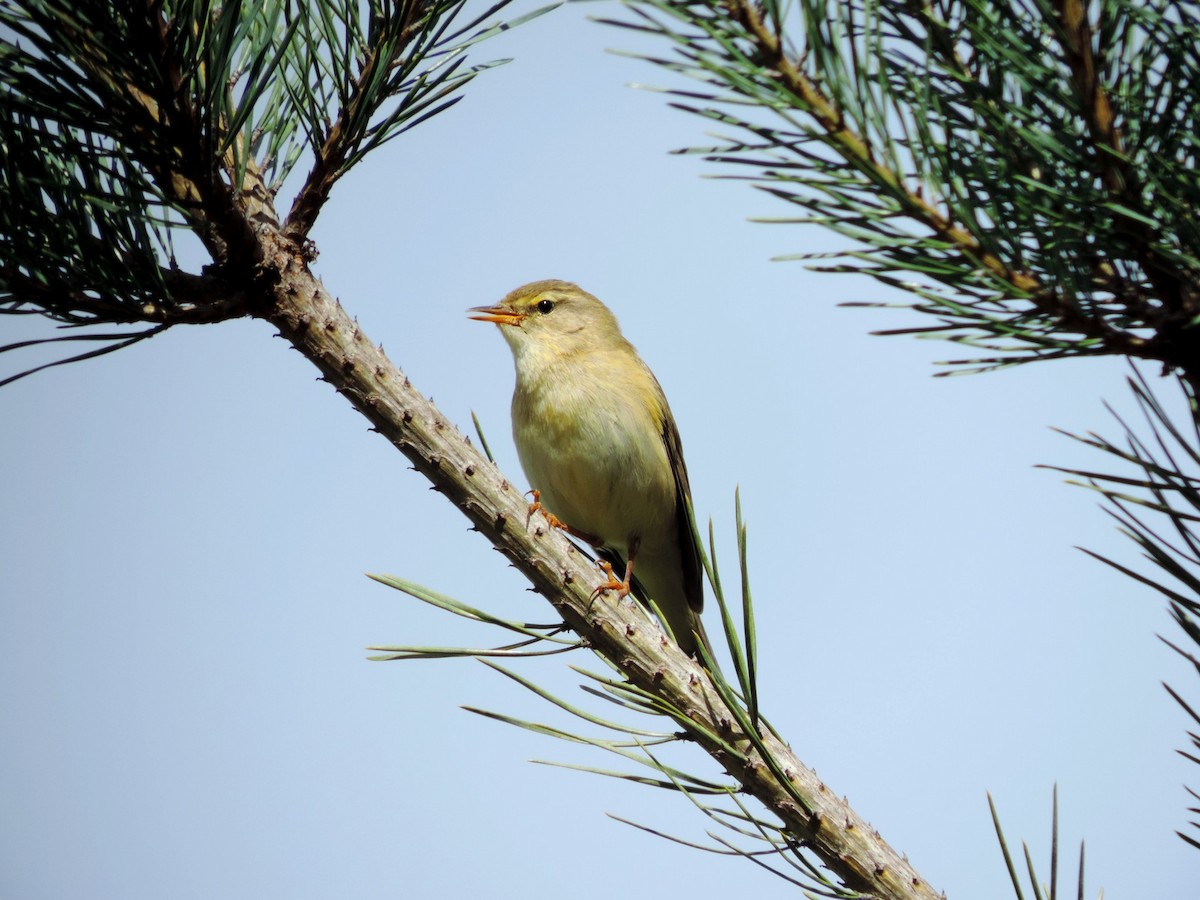 Willow Warbler - ML618678745