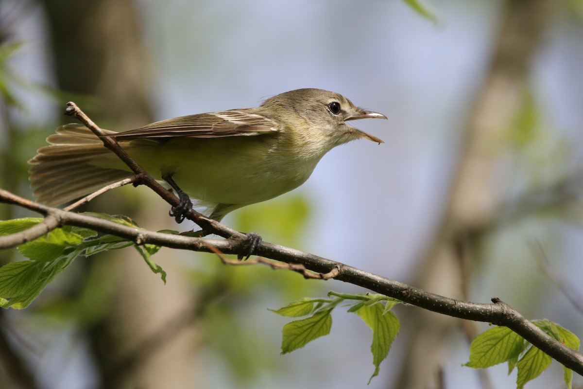 Bell's Vireo - Jared Soergel & Courtney Bills