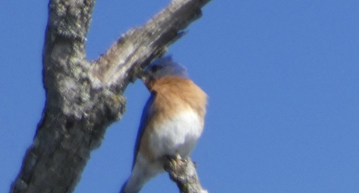 Eastern Bluebird - Ken Villebro