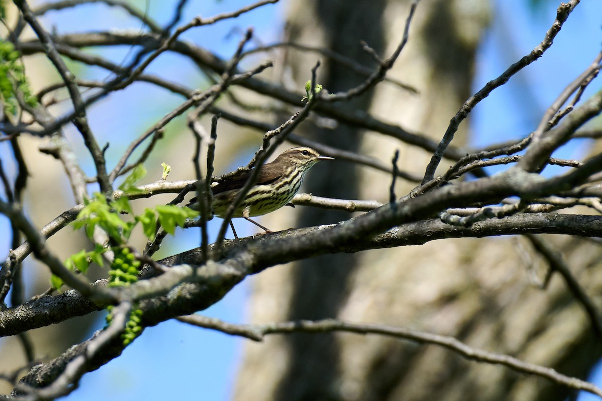 Northern Waterthrush - ML618678791