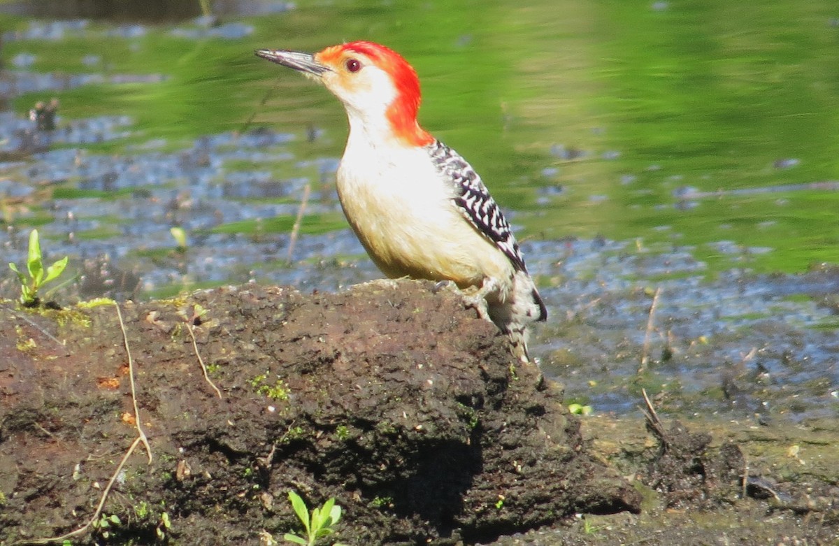 Red-bellied Woodpecker - Vivek Govind Kumar
