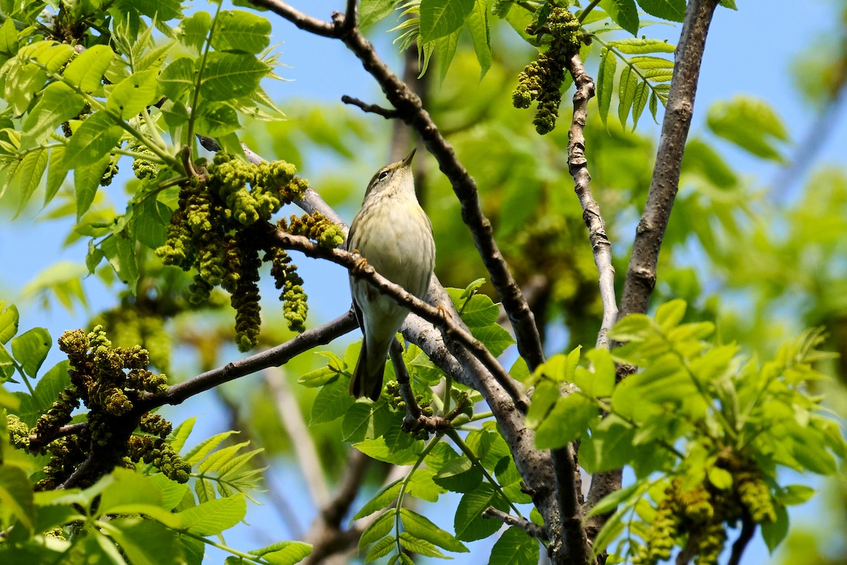 Palm Warbler - Charlie Shields