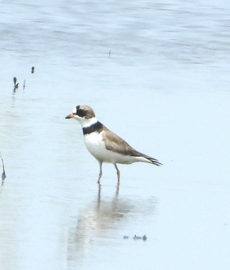 Semipalmated Plover - ML618678802